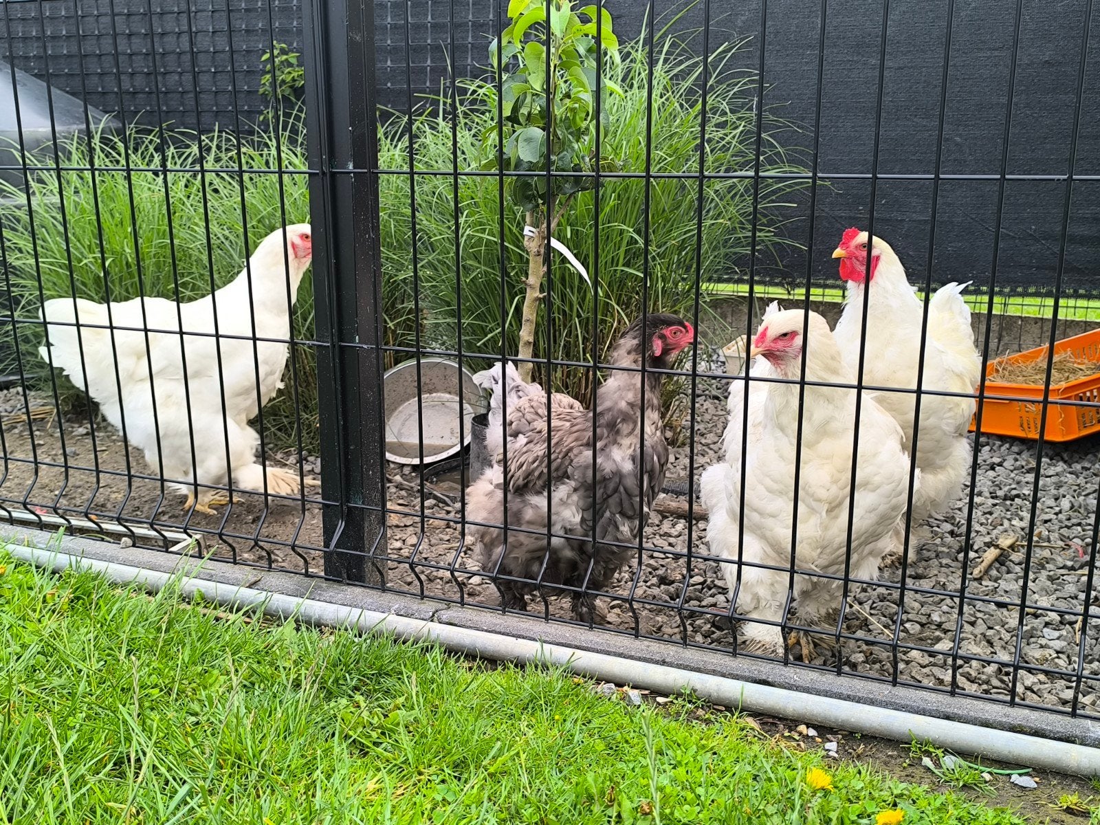 Trio Brahma spierwit, Dieren en Toebehoren, Pluimvee