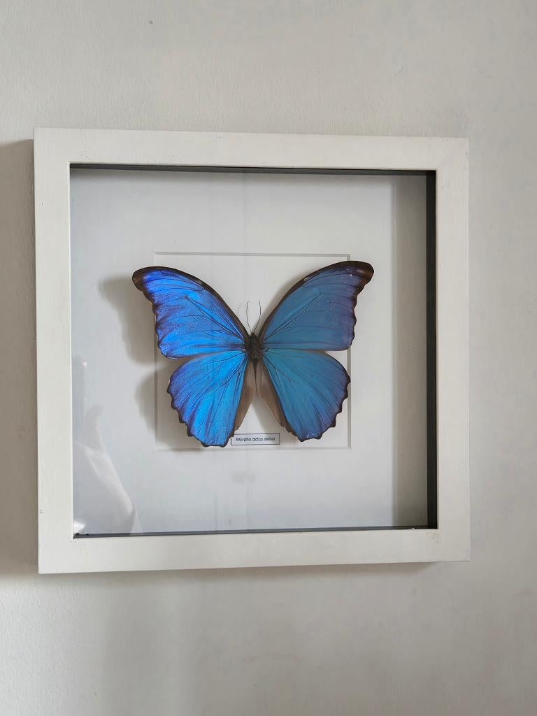Grand papillon Morpho bleu Morpho Didius Didius, Enlèvement ou Envoi, Comme neuf, Insecte, Animal empaillé