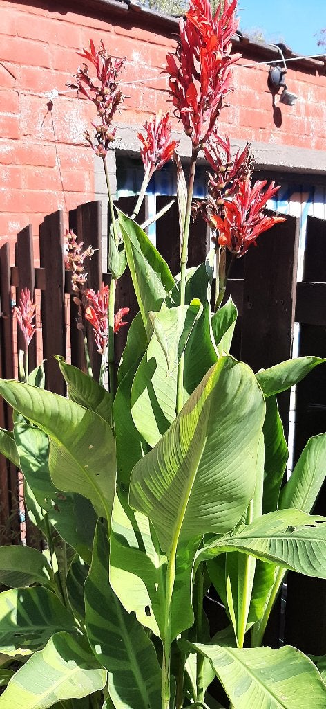 Hobbygekweekte cannas,bananenplant einde hobby weg is weg, Ophalen