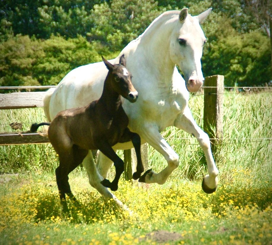 Lusitano merrie veulen met volle papieren, Dieren en Toebehoren, Merrie