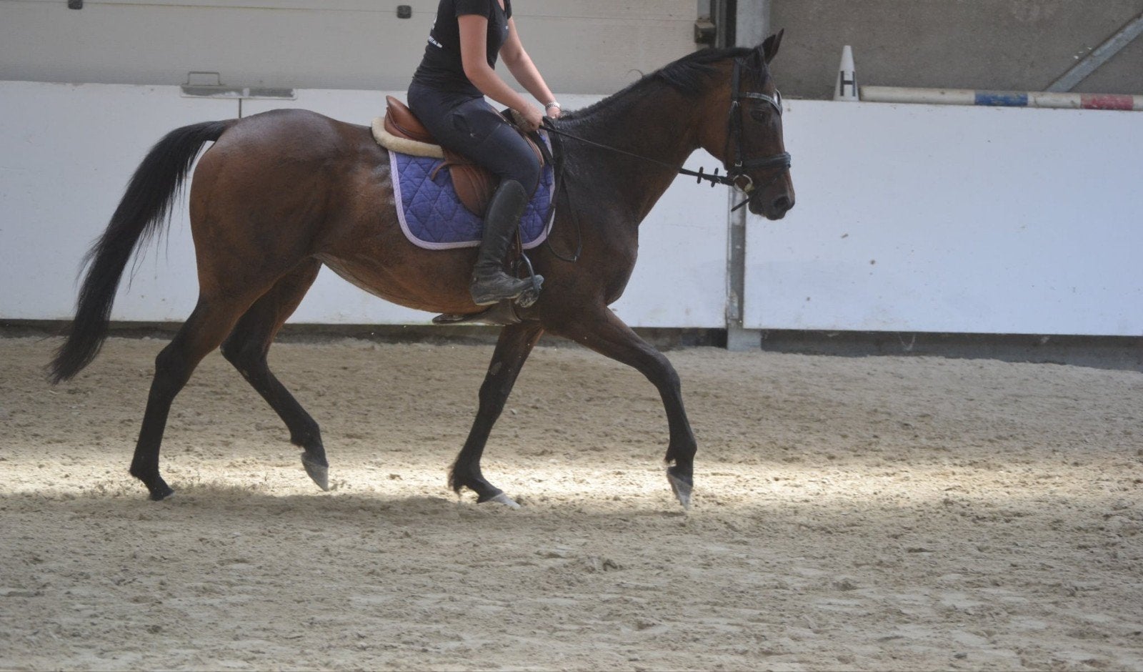 Leuke lieve merrie, Jument