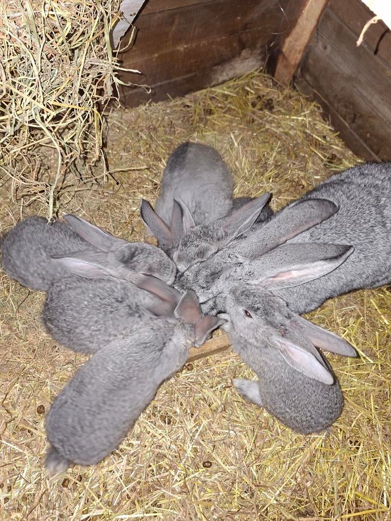 Vlaamse duitse reuzen, Dieren en Toebehoren, Geslacht onbekend, Groot