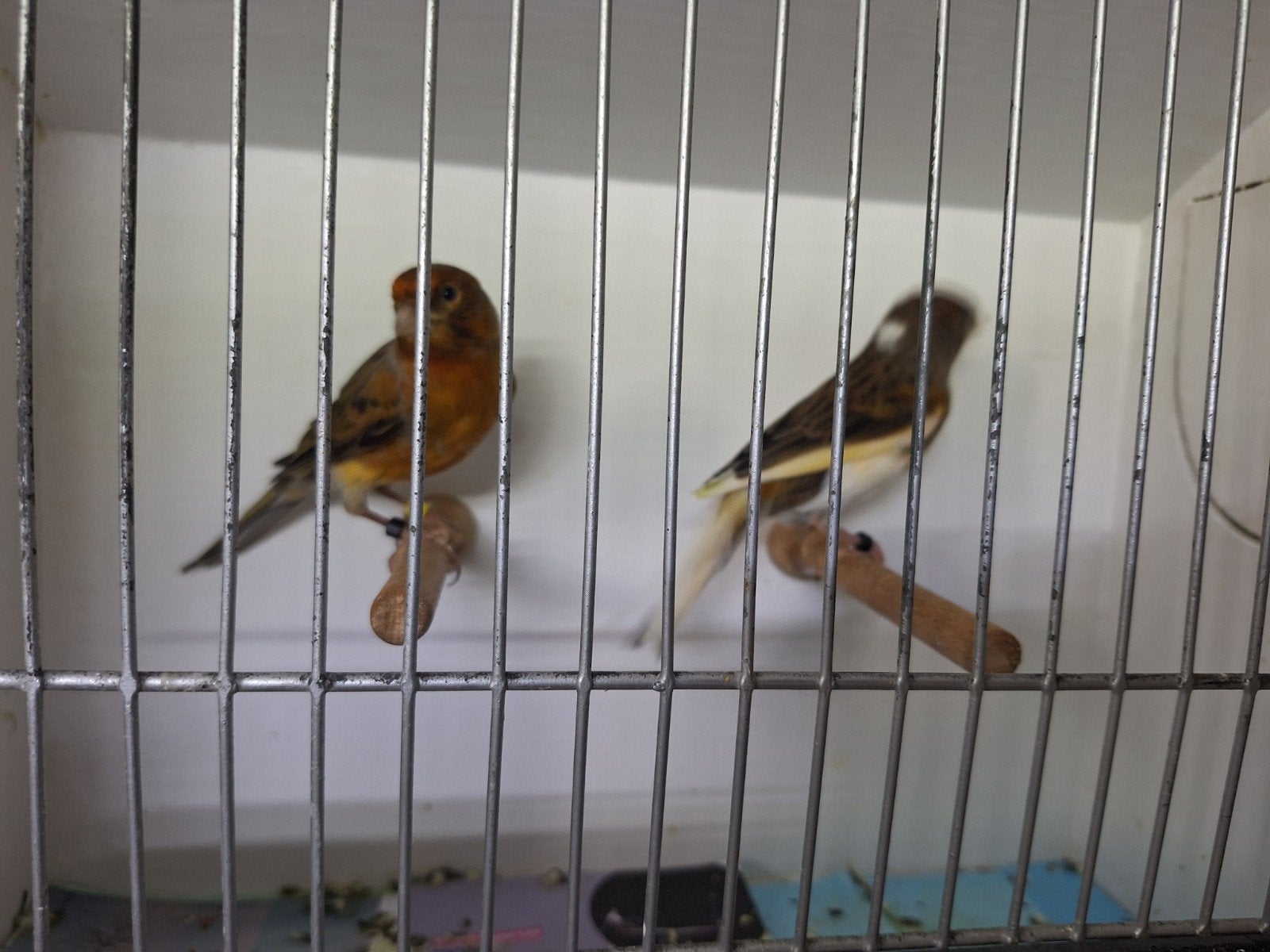 canaris arlequin portugais, Animaux & Accessoires, Oiseaux | Canaris
