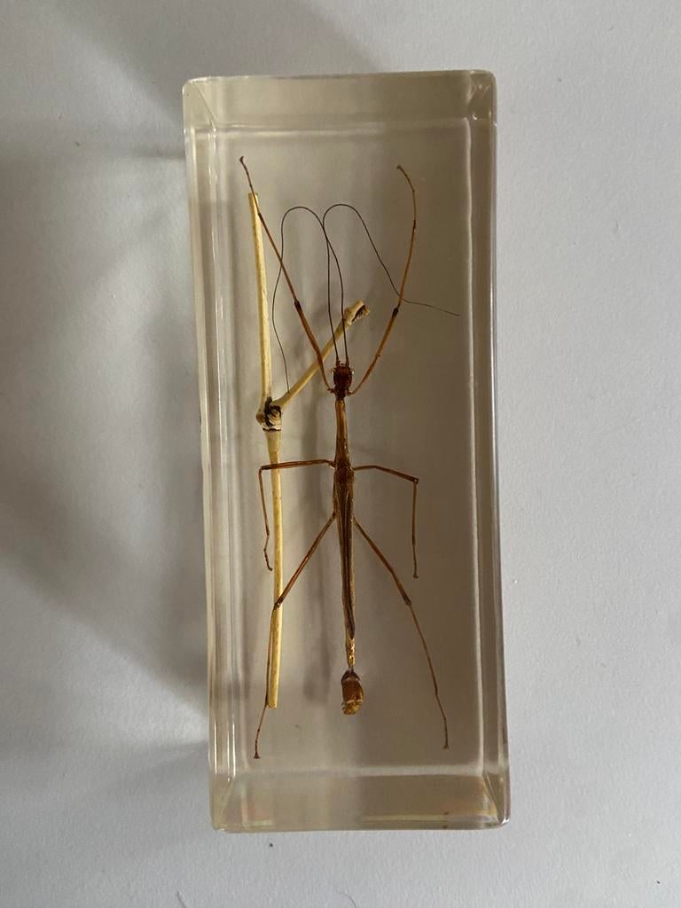 Insect wandelende tak opgezet in hars, Dieren en Toebehoren, Insecten en Spinnen, Wandelende tak