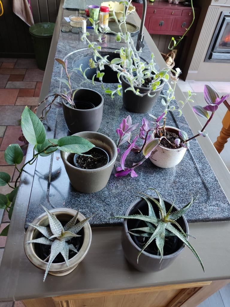 Kamerplanten, Ophalen, Halfschaduw