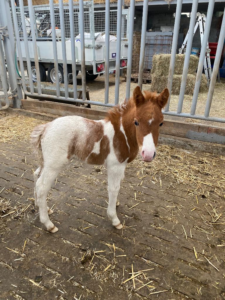 Pony, Dieren en Toebehoren, Pony's, Niet van toepassing, 0 tot 2 jaar, Hengst, A pony (tot 1.17m)