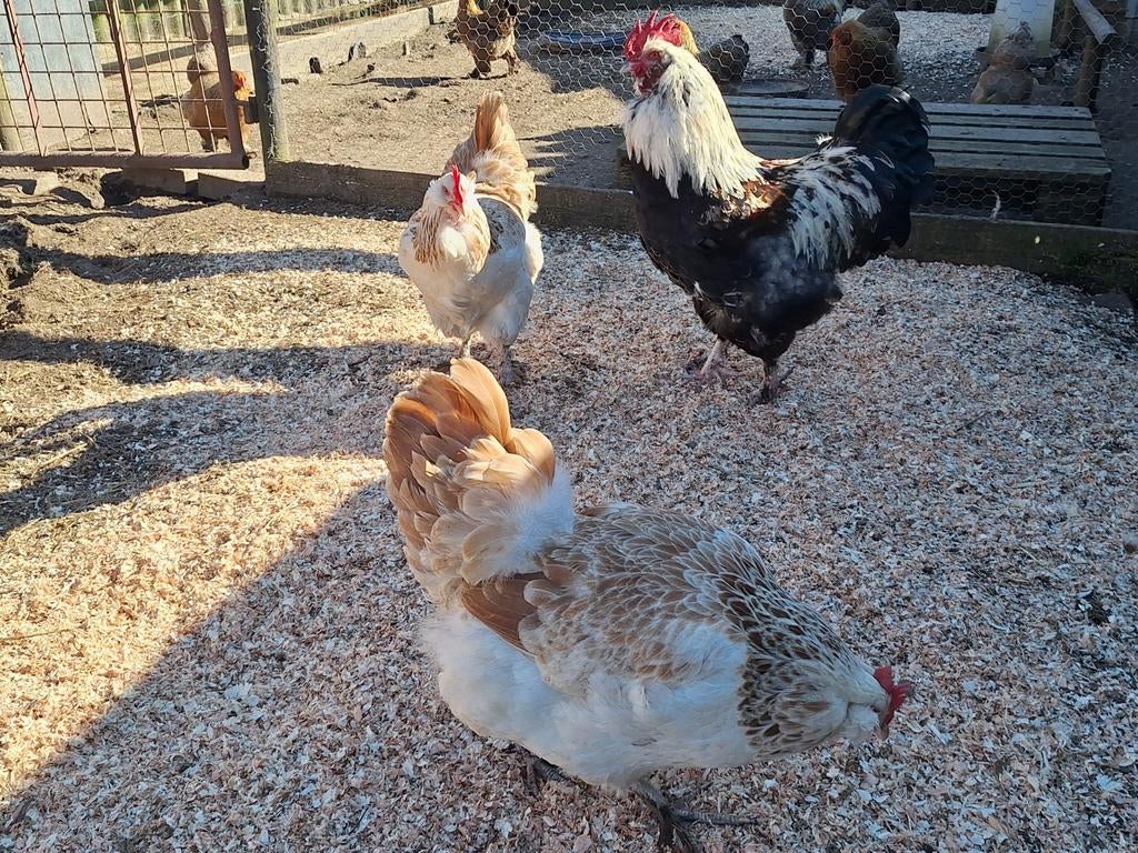 Broedeieren australorp. Cream legbar. Faverolles. Witte legh, Dieren en Toebehoren