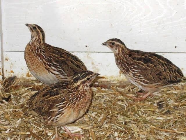 japanse kwartels, Dieren en Toebehoren, Vogels | Overige Vogels