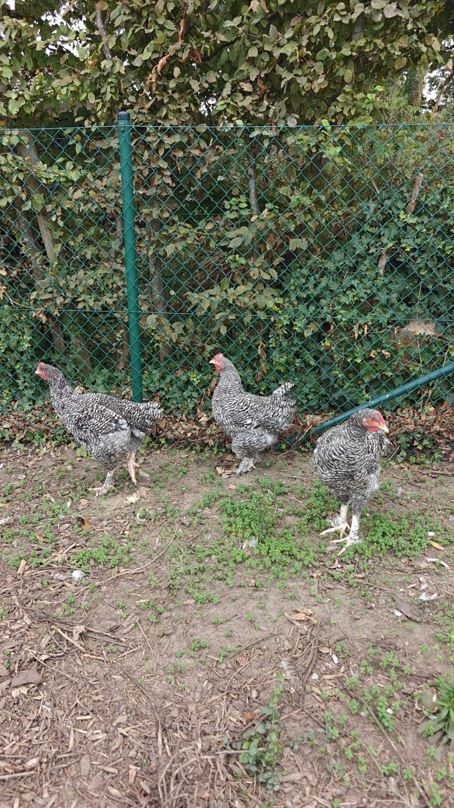 Mechelse Koekoek haantjes, Dieren en Toebehoren, Mannelijk, Kip