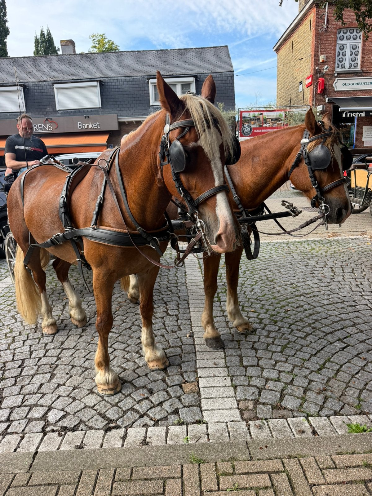 Knap span paarden, Dieren en Toebehoren