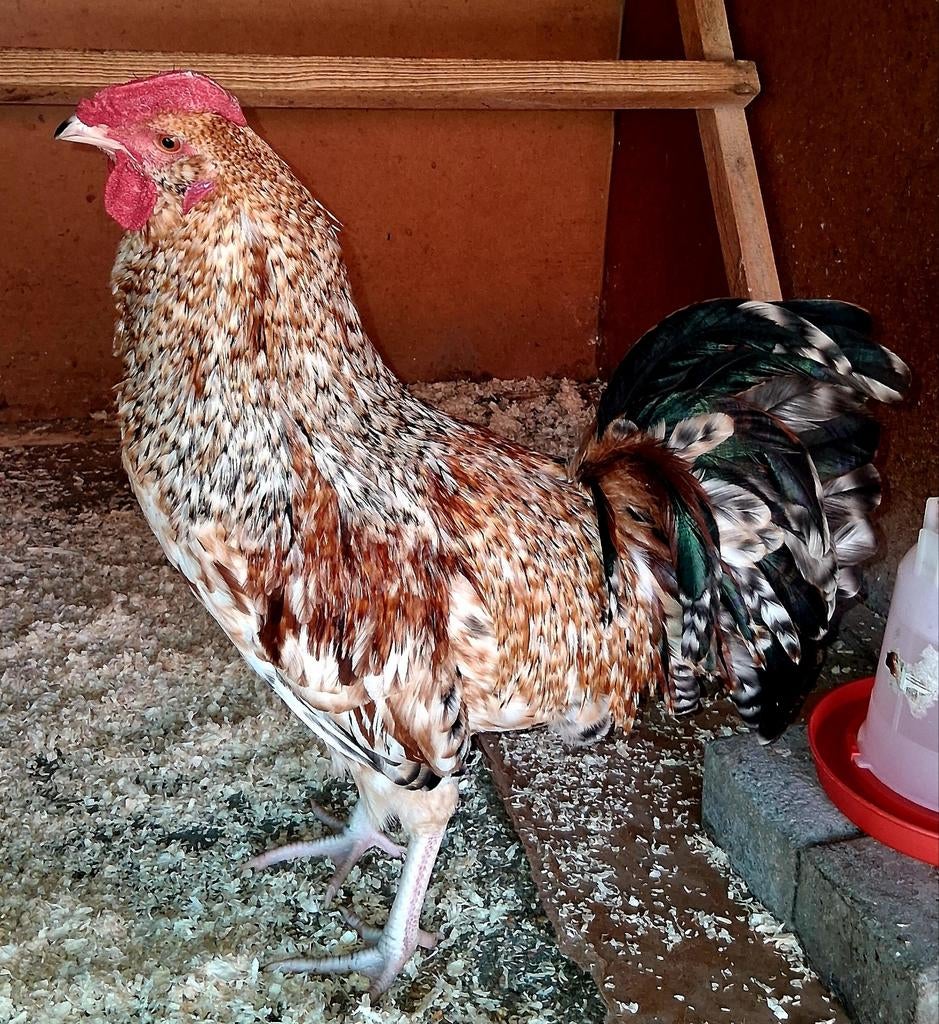 Zanghaan, Dieren en Toebehoren, Mannelijk, Kip