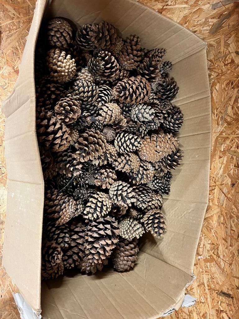 Dennenappels grote doos, Ophalen, Gebruikt