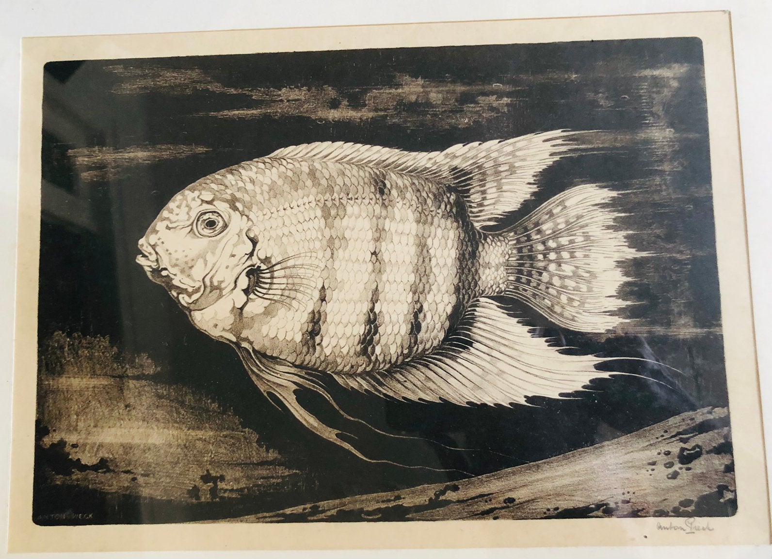 Anton Pieck, Zebra Cichlide, litho 1926, Antiek en Kunst, Ophalen of Verzenden, Gesigneerd