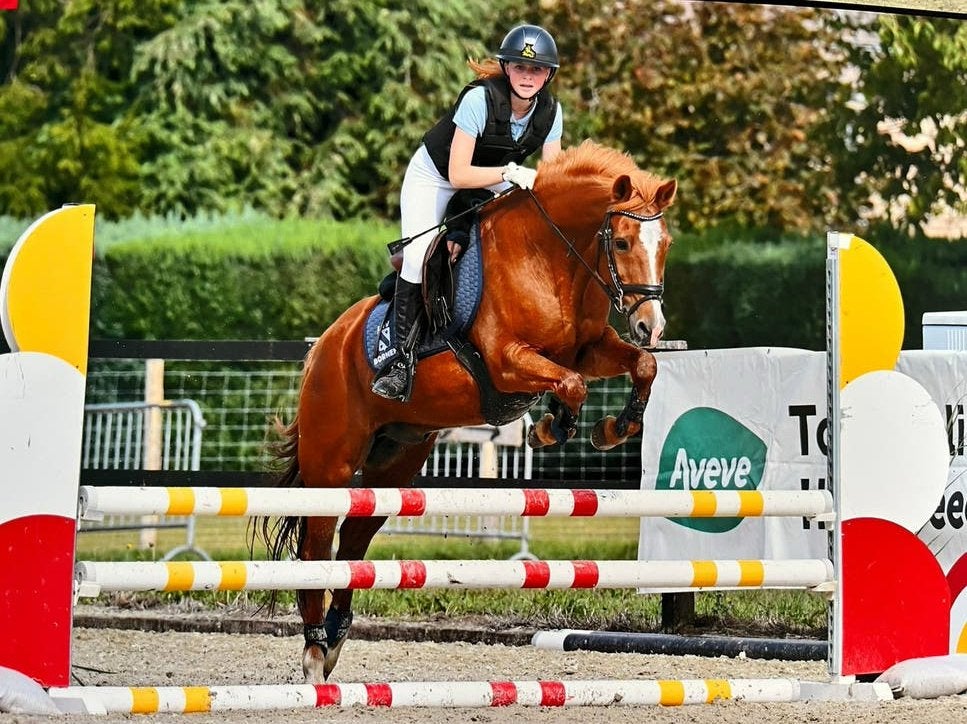 D pony ruin, Hongre
