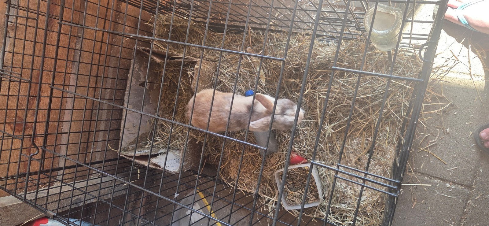 Met spoed vandaag ophalen, Dieren en Toebehoren, Pluimvee