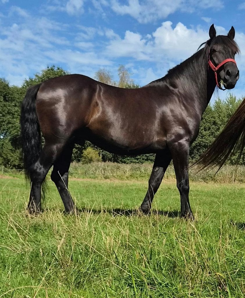 Zeer lieve ruin, Dieren en Toebehoren, Gechipt, Ruin, Zadelmak, 7 tot 10 jaar