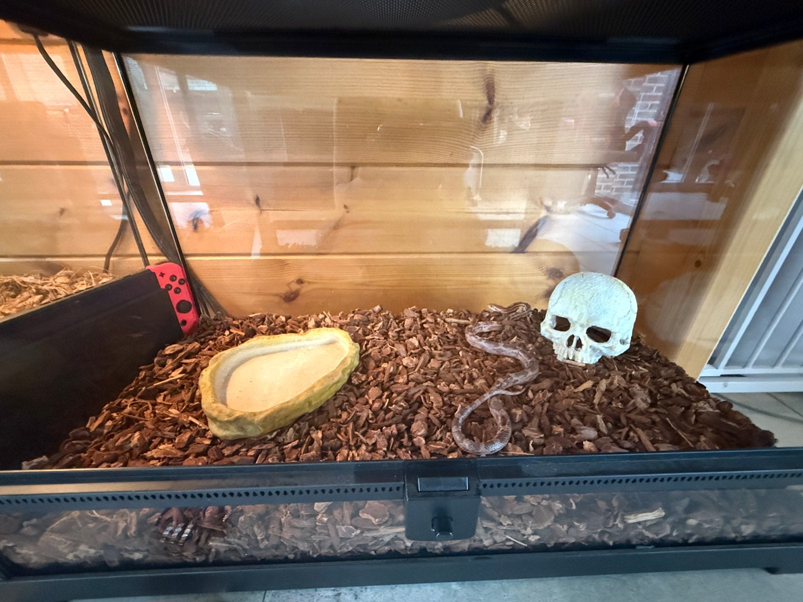 Korenslang+terrarium met toebehoren, Dieren en Toebehoren, Ophalen, Zo goed als nieuw