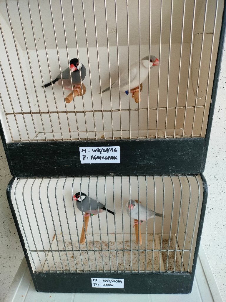 Rijstvogels / padda's, Plusieurs animaux, Oiseau tropical, Bagué