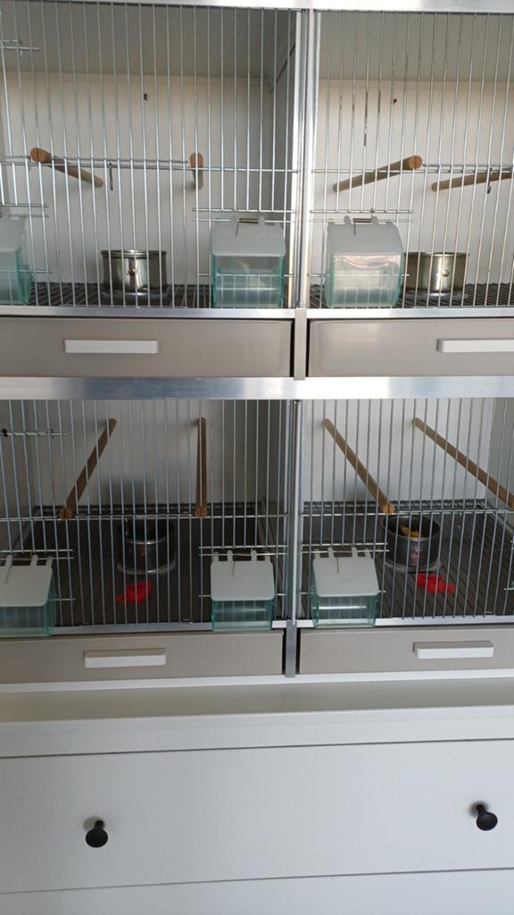 Kweekkooi, Dieren en Toebehoren, Ophalen, Zo goed als nieuw, Kunststof