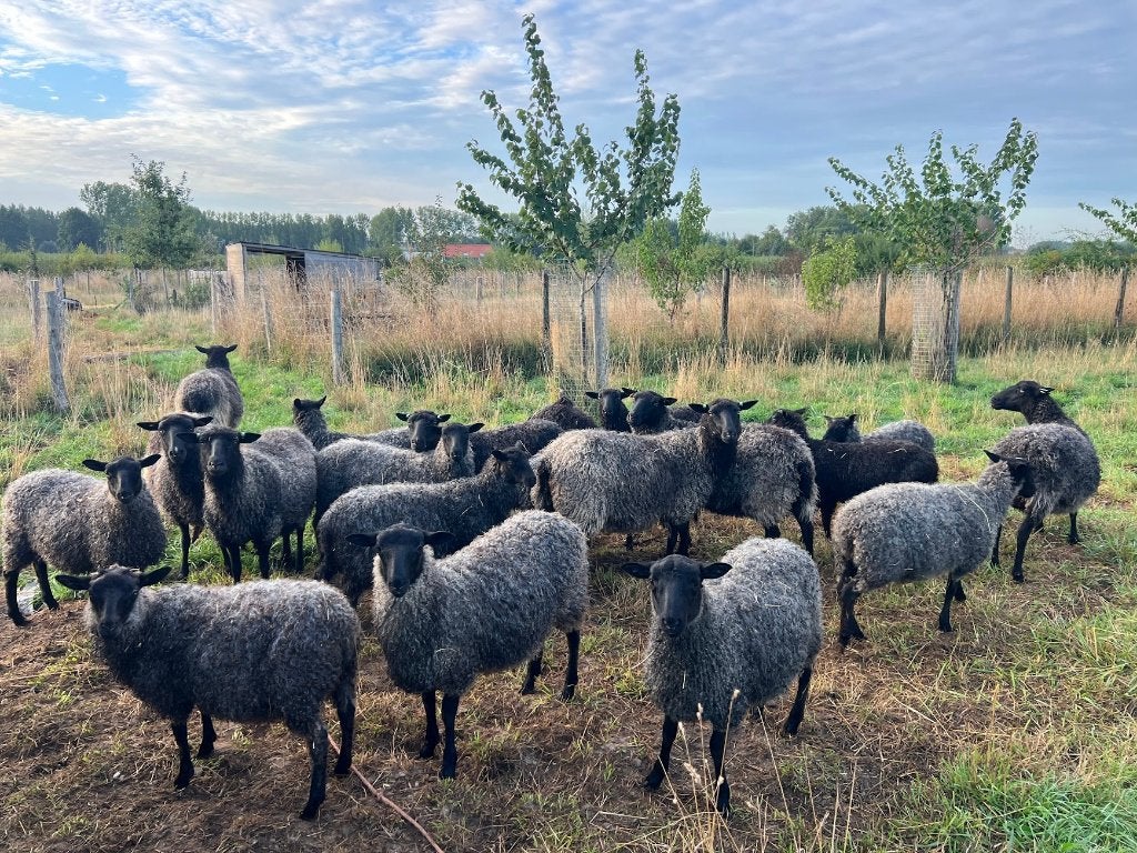 Mooie (dek)rammen Gotlandschaap, verschillende bloedlijnen, Dieren en Toebehoren, Mannelijk, Schaap, 0 tot 2 jaar