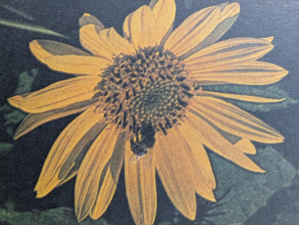 GRATIS. Doorlevende zonnebloem of heliantus, Tuin en Terras, Ophalen