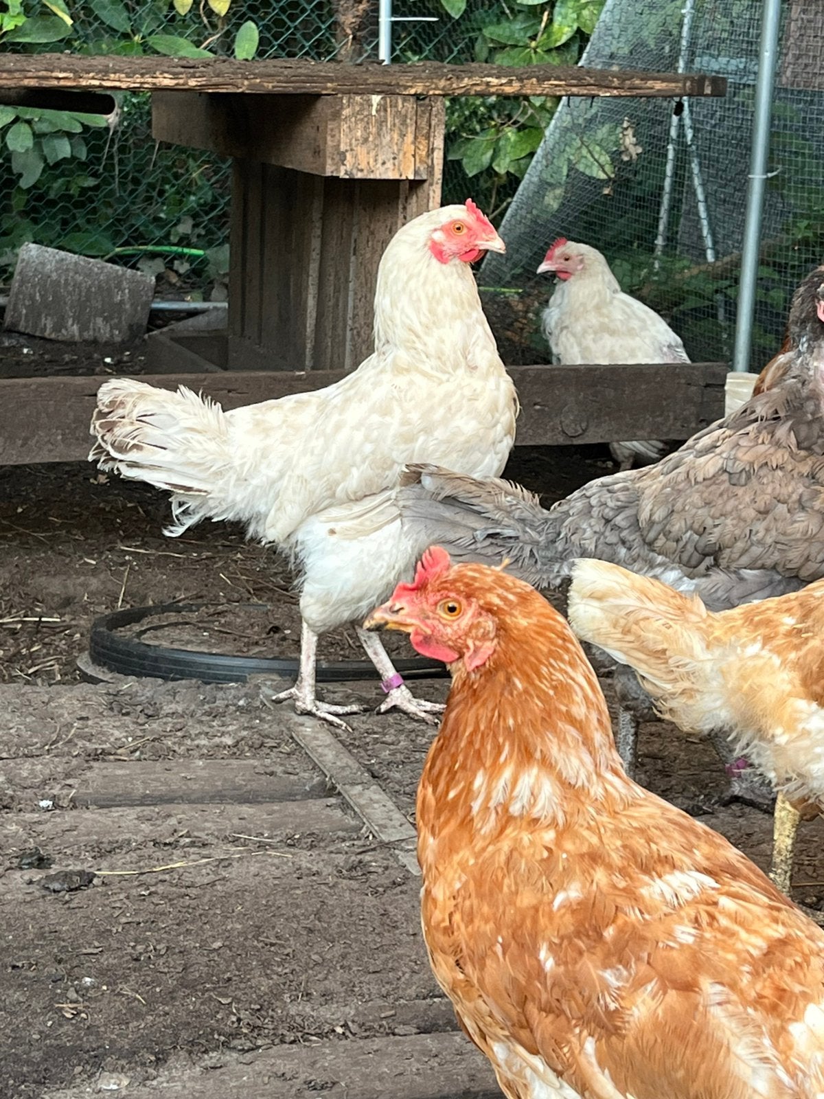 6 legkippen, Dieren en Toebehoren, Pluimvee