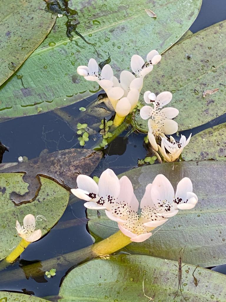 Aponogeton distachyos - Aponogeton odorant, Enlèvement, Neuf