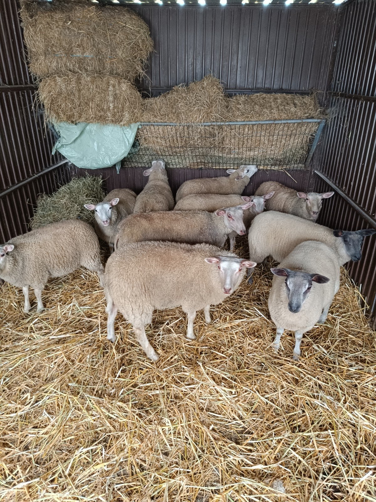 schapen, Animaux & Accessoires, Moutons, Chèvres & Cochons