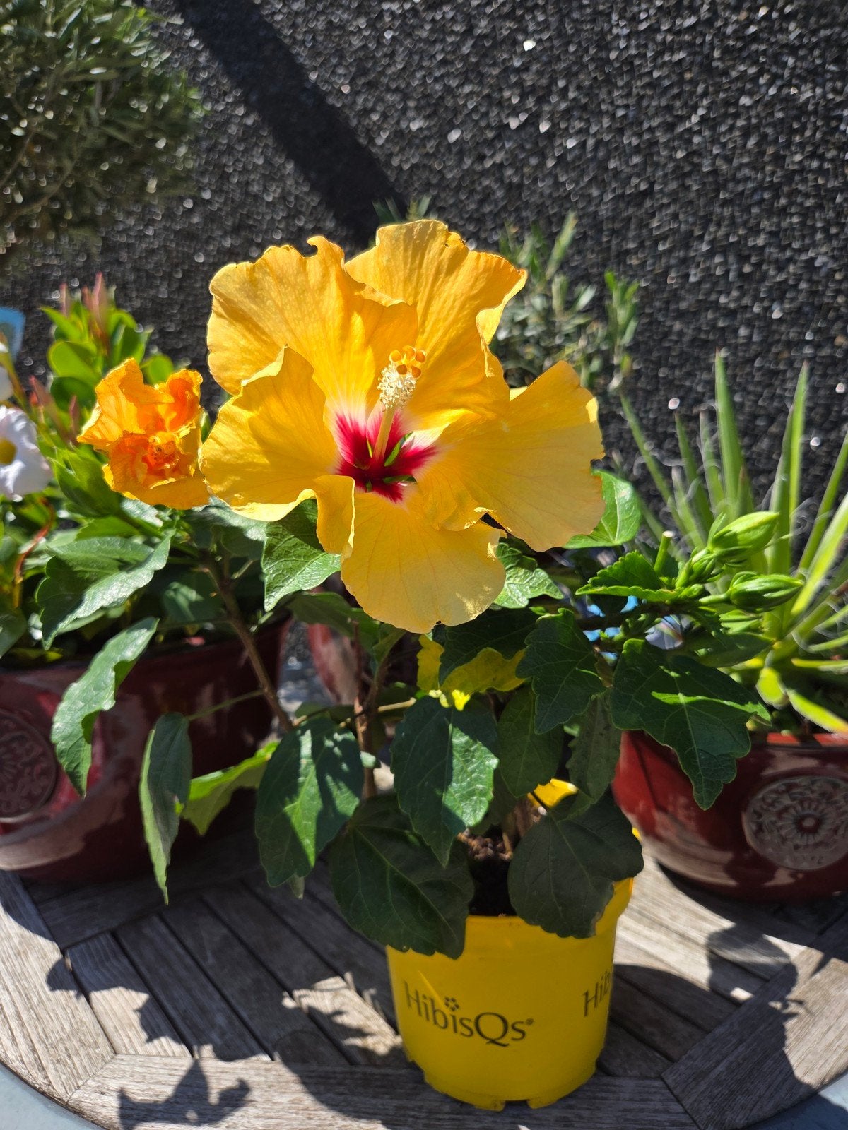 Hibiscus geel, Ophalen