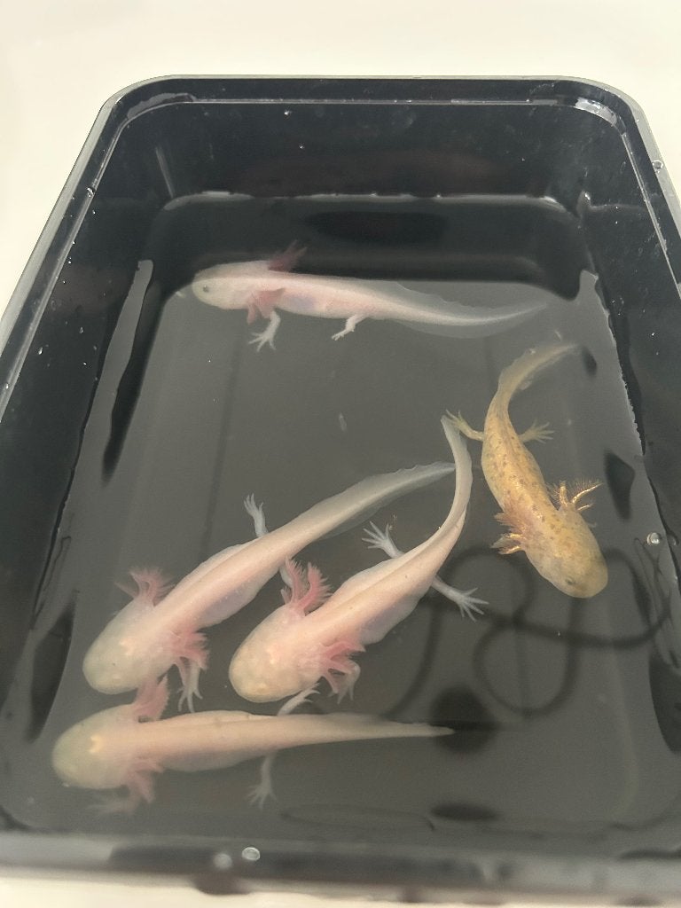 Axolotl, Amphibien, 0 à 2 ans