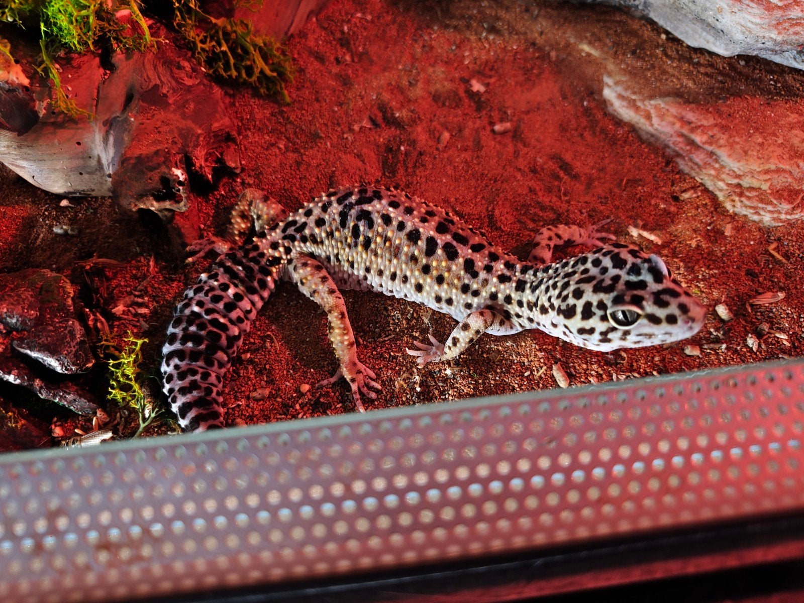 2 vrouwelijke gekko's met volledig ingericht terrarium, Dieren en Toebehoren, Reptielen en Amfibieën