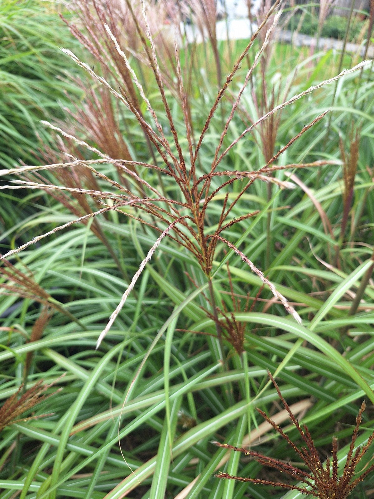 Gratis Miscathus Sinensis, Jardin & Terrasse, Plantes | Jardin, Enlèvement