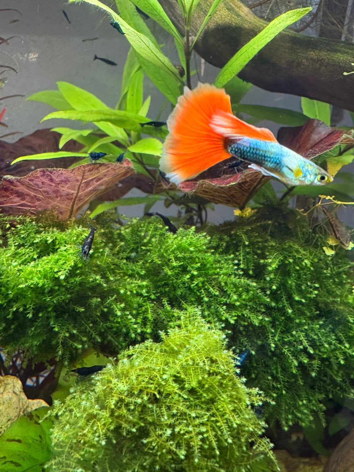 Aquarium Garnalen, blue dream, Animaux & Accessoires, Homard, Crabe ou Crevette, Poisson d'eau douce, Banc de poissons