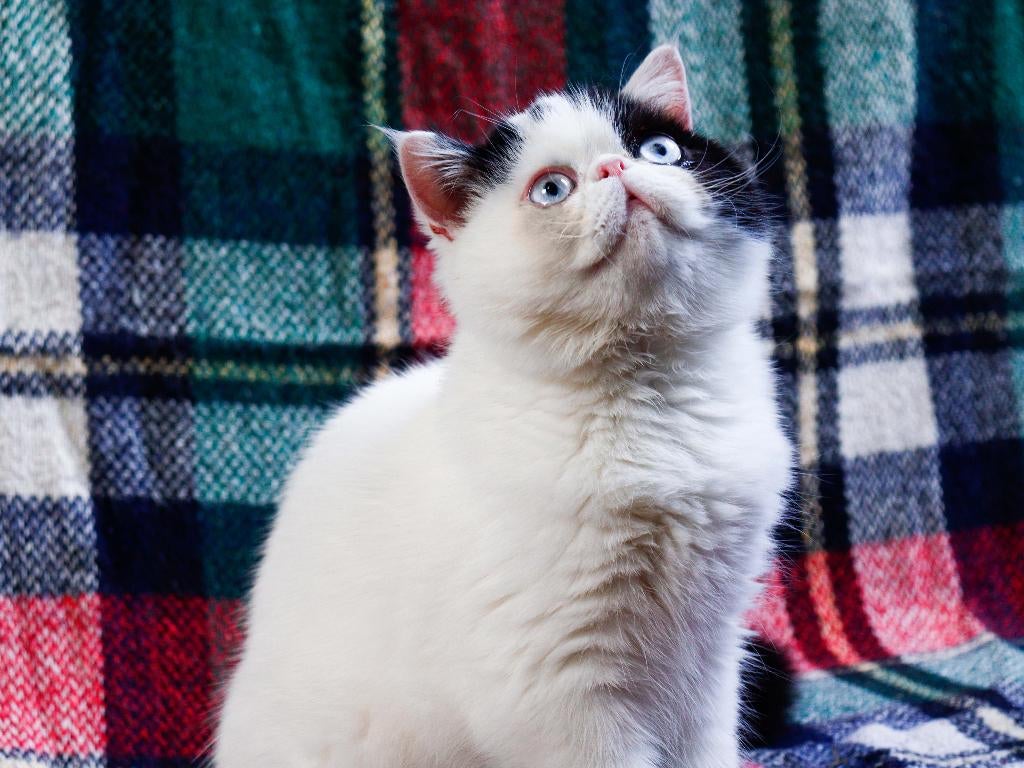 Poes Exotish, Chatte ou Chat, Vermifugé, 0 à 2 ans