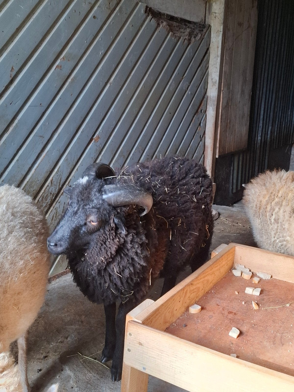 Ouessant ramlam, Dieren en Toebehoren