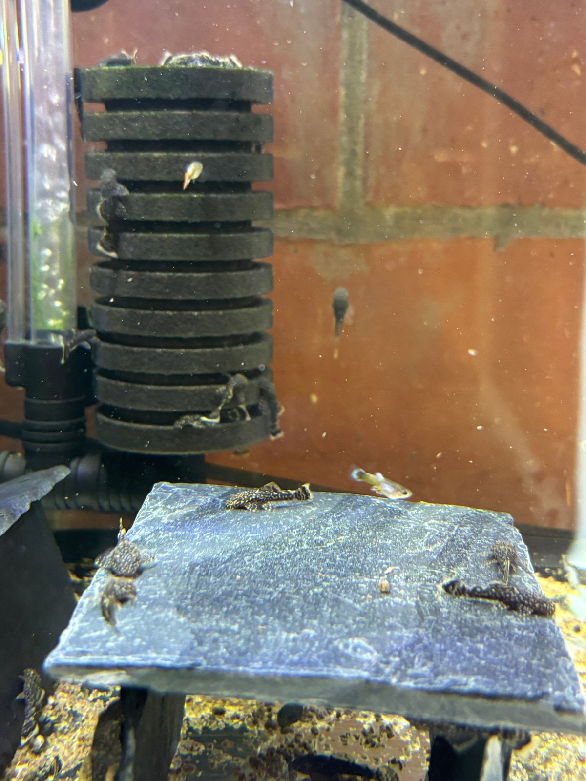 Ancistrus wildkleur, Dieren en Toebehoren, Vissen | Aquariumvissen, Vis, Zoetwatervis
