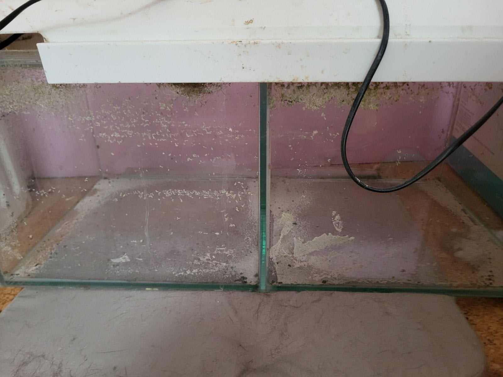 aquariums, Dieren en Toebehoren, Ophalen