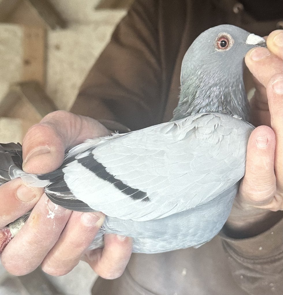 Bewezen kweekduiven, Femelle, Pigeon voyageur