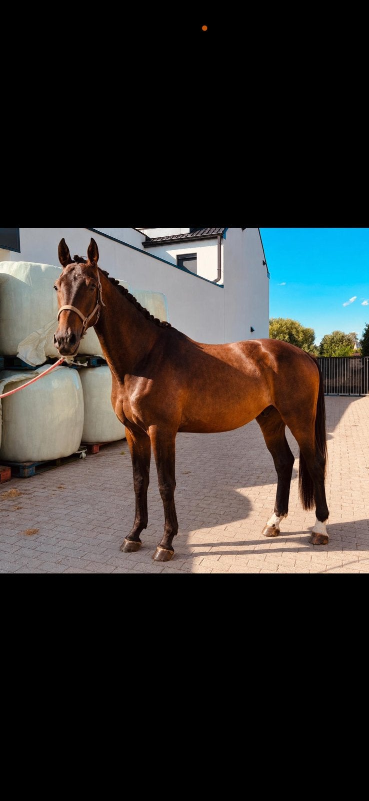3 jarige ruin, Met stamboom, Ruin, Dressuurpaard, Onbeleerd