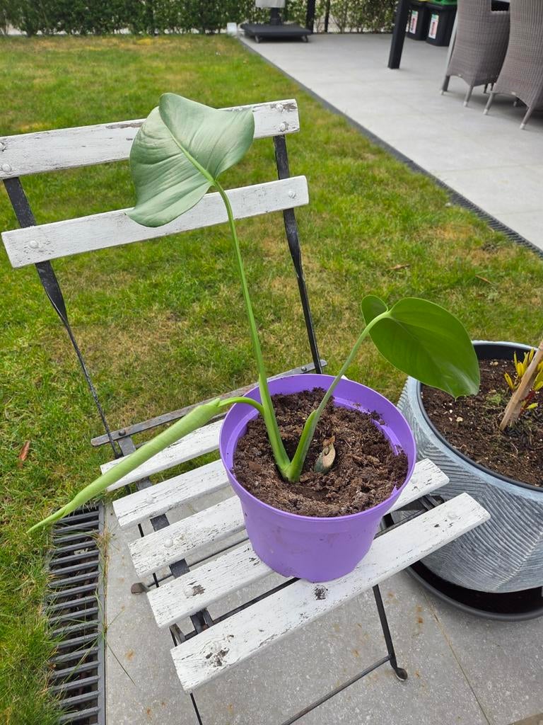 Monstera Deliciosa of gatenplant, Huis en Inrichting, Kamerplanten, Ophalen
