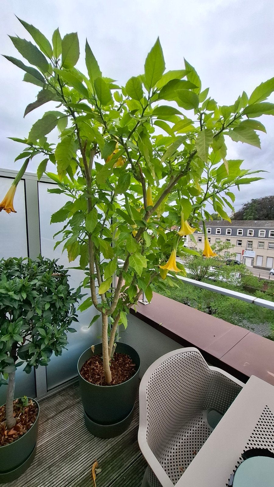 2x grote brugmansia gele bloemen zo goed als gratis, Ophalen