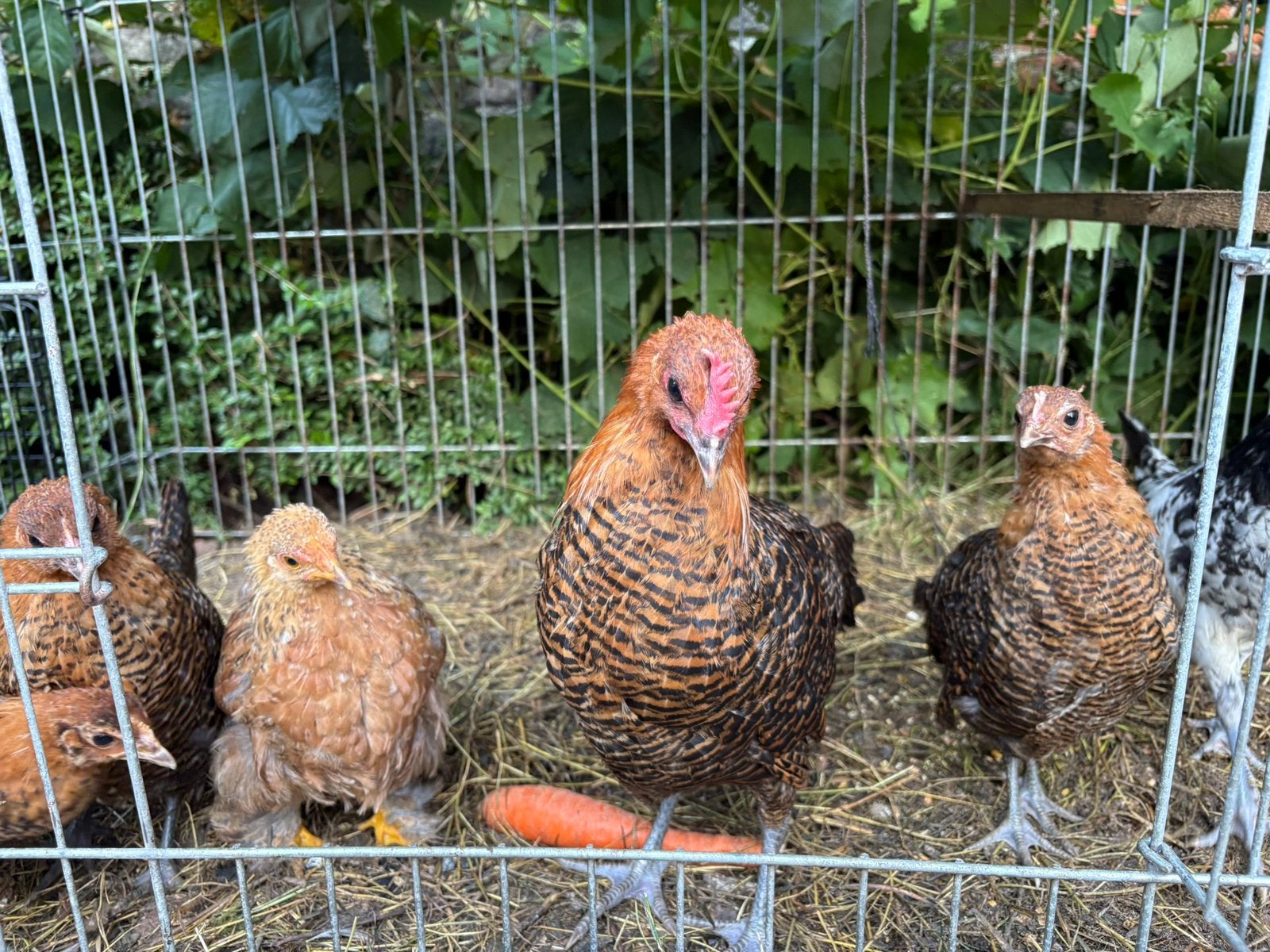 Young Braine à vendre, Animaux & Accessoires, Plusieurs animaux, Poule ou poulet