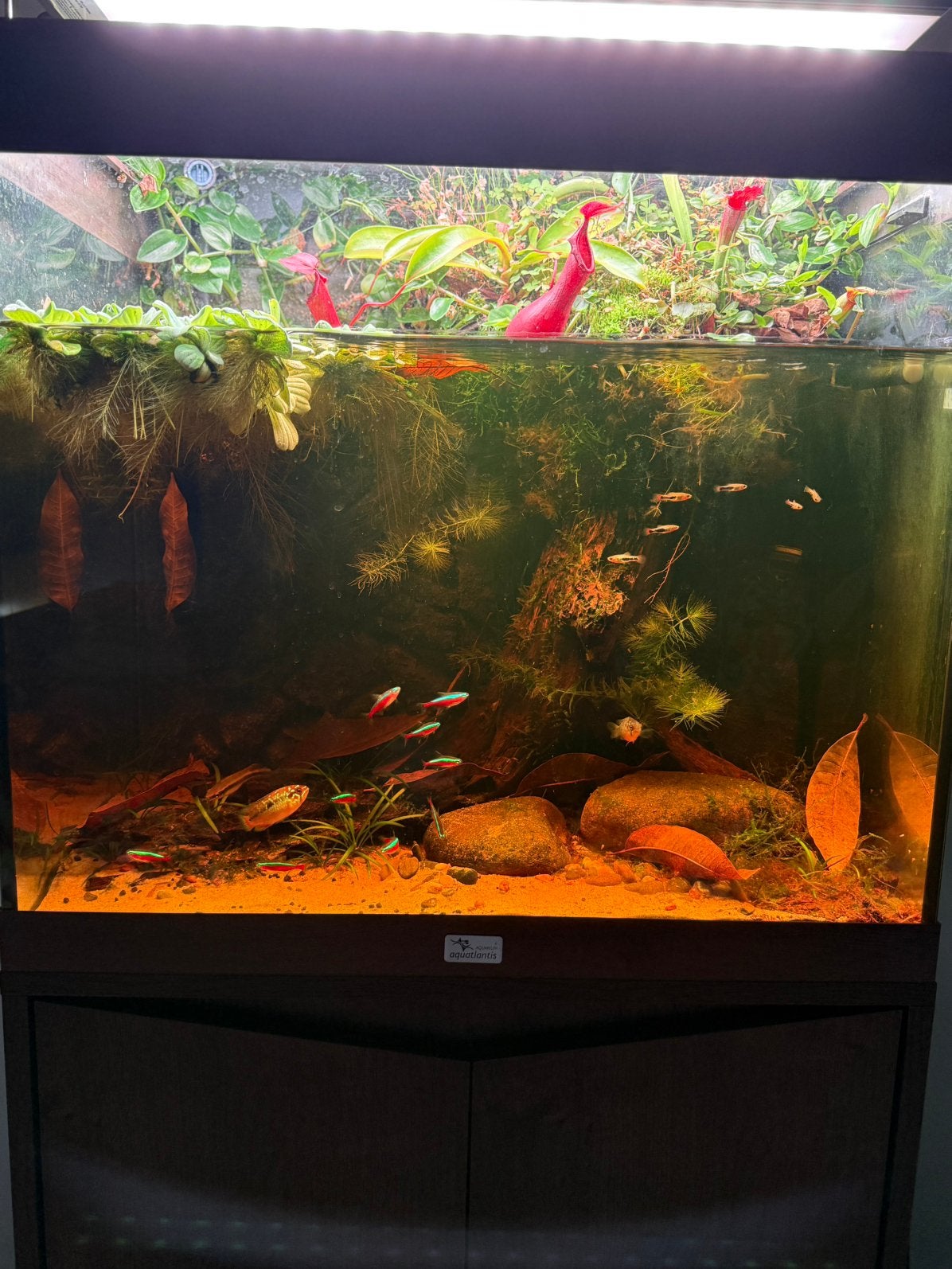 Aquatlantis 60 met kast, Animaux & Accessoires, Poissons | Aquariums & Accessoires, Enlèvement ou Envoi, Comme neuf, Aquatlantis
