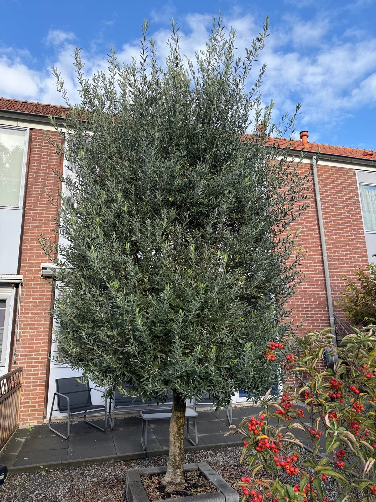 Prachtige olijfboom - Groot formaat, Tuin en Terras, Ophalen, Olijfboom