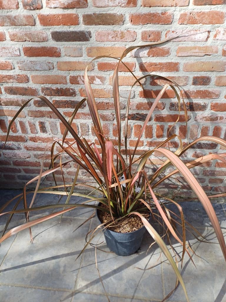 Phormium Pink Panther, Ophalen