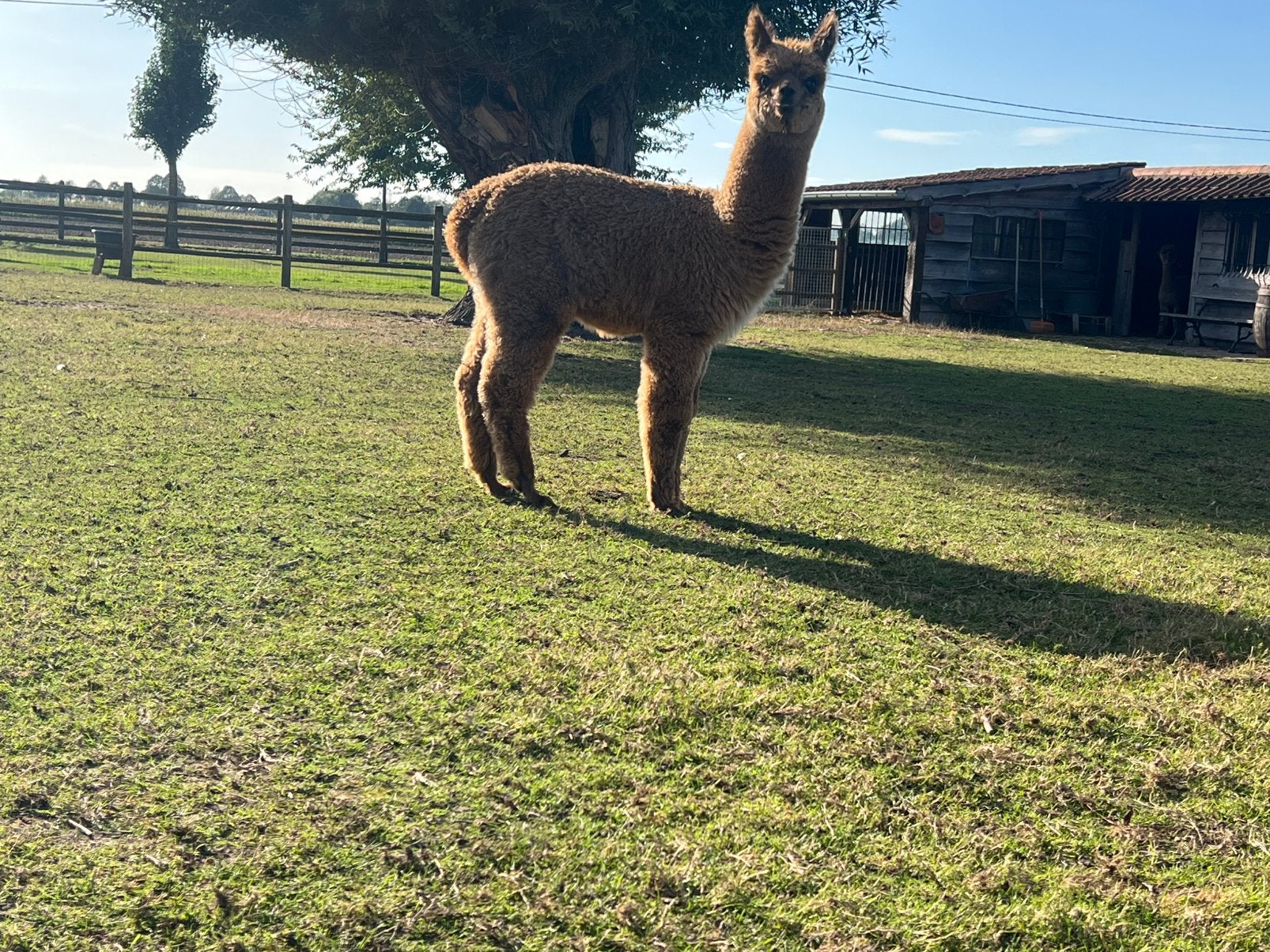 Alpaca merrie, Dieren en Toebehoren, April, Vrouwelijk