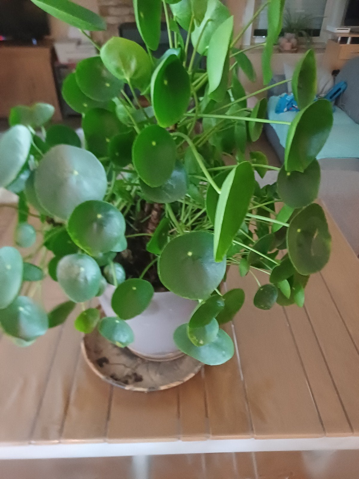 Grote Pannekoekenplant of pilea, Ophalen of Verzenden, In pot, Halfschaduw, Minder dan 100 cm
