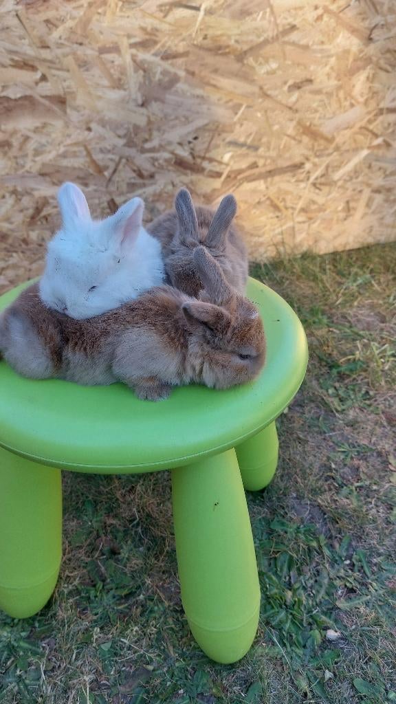 Mini lopen konijnen, Geslacht onbekend, Dwerg, Hangoor