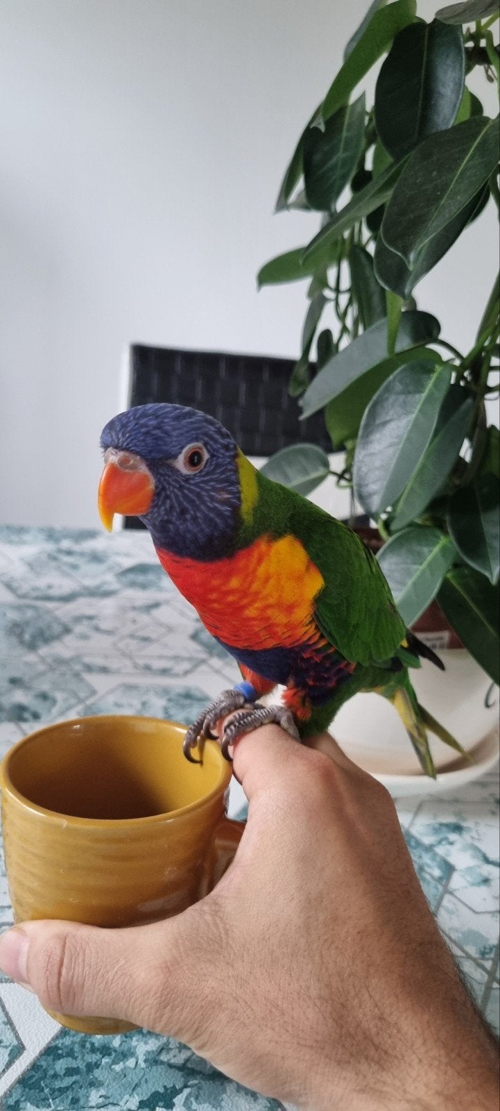 Lori met dna certificat ( Met grote kooi), Dieren en Toebehoren