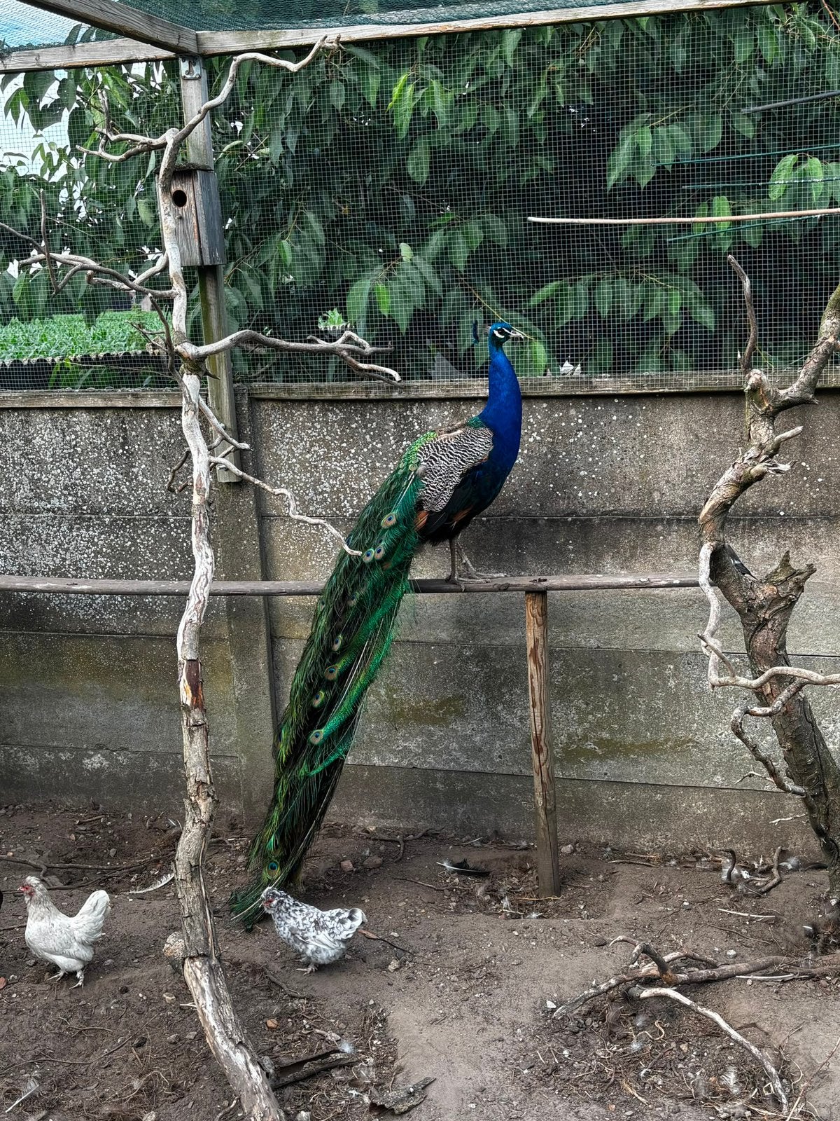 Pauw 3 jaar mooi in de veren